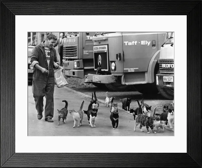 Framed Print : Cats - Dai Inker, a yardman for the Taff Ely Council in Pontypridd Framed Print : Cats - Dai Inker, a yardman for the Taff Ely Council in Pontypridd