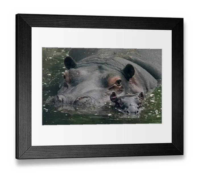 Framed Print : Gertie(left) and her new-born baby Hippo seen here at the west Midlands safari park Framed Print : Gertie(left) and her new-born baby Hippo seen here at the west Midlands safari park