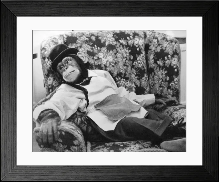 Framed Print : Jolly the chimp takes a break at Twycross Zoo. January 1987 Framed Print : Jolly the chimp takes a break at Twycross Zoo. January 1987