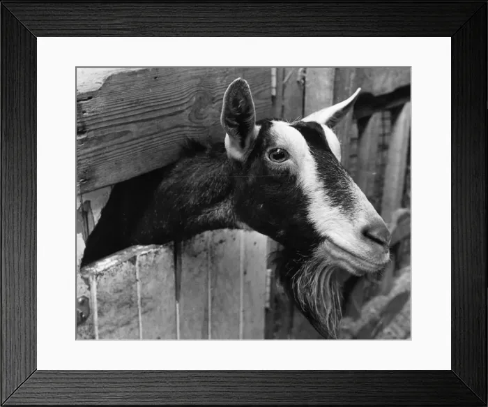 Framed Print : Goat with its head sticking out of a fence. 29th March 1990 Framed Print : Goat with its head sticking out of a fence. 29th March 1990