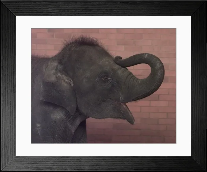 Framed Print : Noorjahan the baby elephant aged two and a half seen here at Twycross Zoo Framed Print : Noorjahan the baby elephant aged two and a half seen here at Twycross Zoo