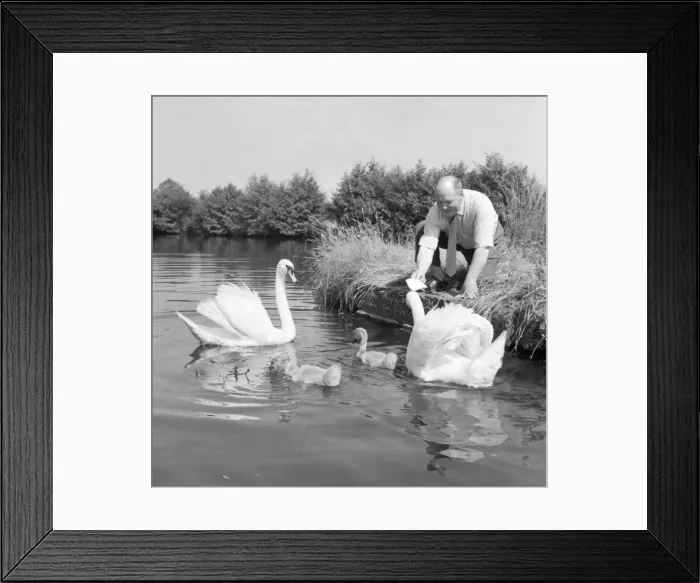Framed Print : Swans being fed by the licensee of the Navigation at Wootton Wawen, Matthew Moseley Framed Print : Swans being fed by the licensee of the Navigation at Wootton Wawen, Matthew Moseley