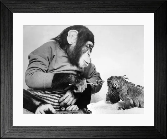 Framed Print : Jolly the Chimp tries to feed his reptile friend. April 1986 Framed Print : Jolly the Chimp tries to feed his reptile friend. April 1986