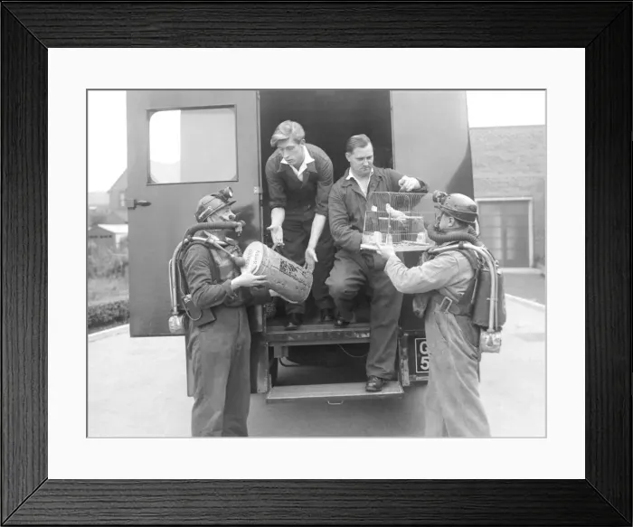 Framed Print : Edgar Bonsor (left), Michael Jeavons, John Wright (with the canaries Framed Print : Edgar Bonsor (left), Michael Jeavons, John Wright (with the canaries