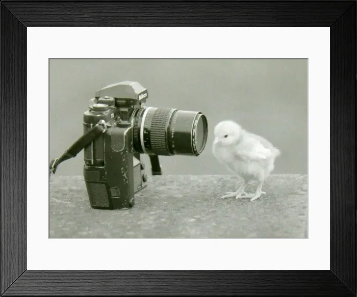 Framed Print : A chick makes friends with a camera Framed Print : A chick makes friends with a camera