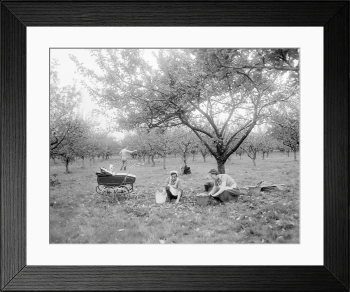 Framed Print : Apple picking time - and while mother works baby enjoys the country air Framed Print : Apple picking time - and while mother works baby enjoys the country air