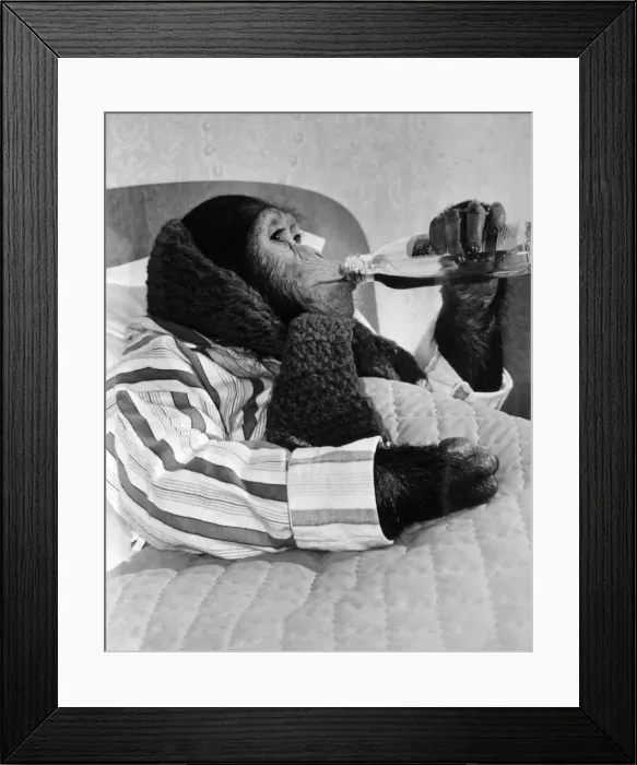 Framed Print : Four year old Jill the Chimp is under the weather. She Framed Print : Four year old Jill the Chimp is under the weather. She