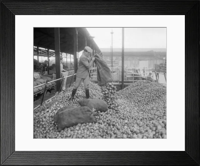 Framed Print : Worker emptying sacks of apples at H. P Bulmers and Co. Ltd. November 1958