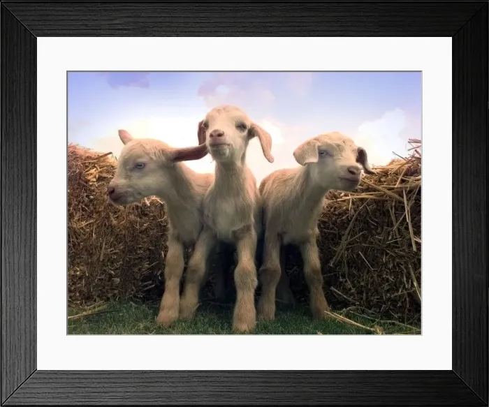 Framed Print : The new triplets born at Broomey Croft childrens farm they are half Toggenburg Framed Print : The new triplets born at Broomey Croft childrens farm they are half Toggenburg