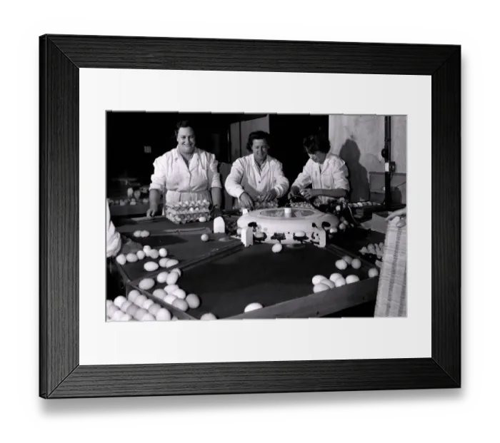 Framed Print : Sorting eggs on a grading machine are (left to right): Miss Muriel Collins Framed Print : Sorting eggs on a grading machine are (left to right): Miss Muriel Collins