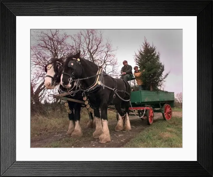 Framed Print : Geoff Gilbert (right) loads up his horse and cart full of christmas trees with driver Framed Print : Geoff Gilbert (right) loads up his horse and cart full of christmas trees with driver