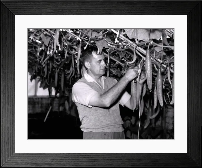 Framed Print : Jim Jackson has spent 30 years of his life in horticulture Framed Print : Jim Jackson has spent 30 years of his life in horticulture