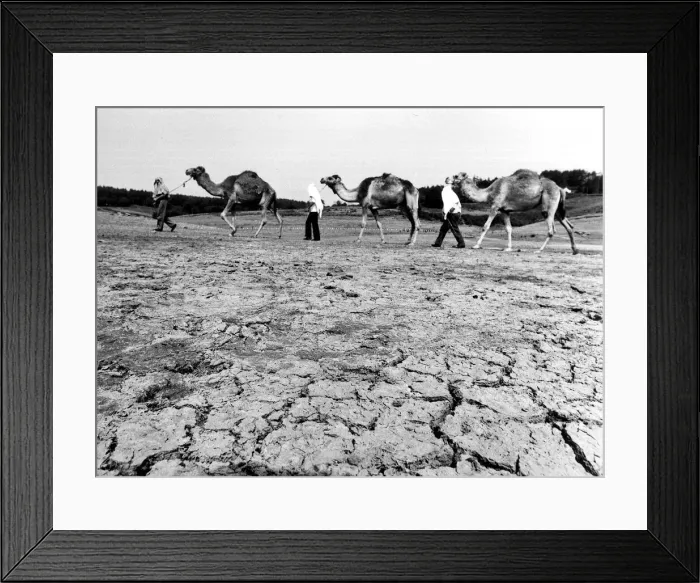 Framed Print : Reservoir at Penholn, Monmouthshire Camels from Longleat Safari park Framed Print : Reservoir at Penholn, Monmouthshire Camels from Longleat Safari park