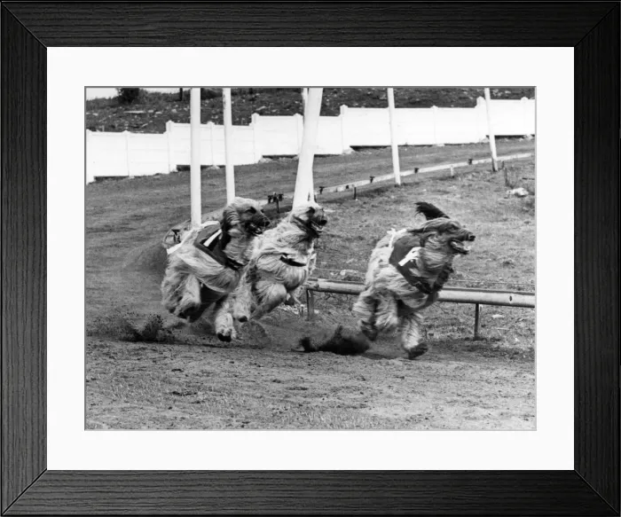 Framed Print : Afghan Hounds racing. 10th April 1977 Framed Print : Afghan Hounds racing. 10th April 1977