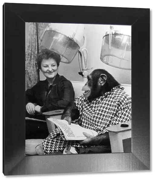 A chimp from Twycross Zoo enjoys a little pampering at the hair dressers. December 1981