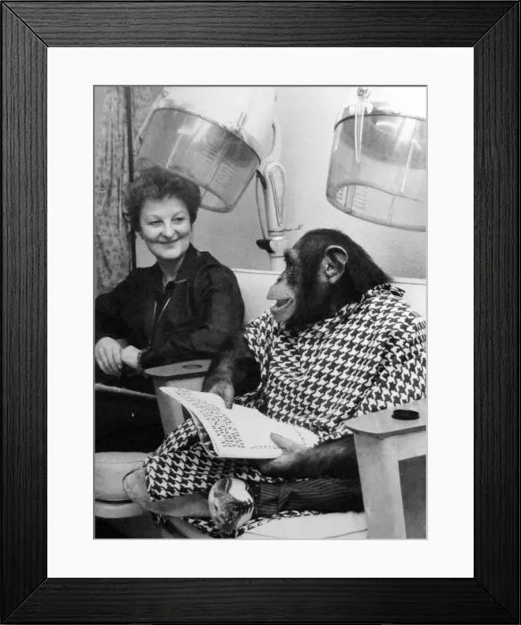 Framed Print : A chimp from Twycross Zoo enjoys a little pampering at the hair dressers. December 1981 Framed Print : A chimp from Twycross Zoo enjoys a little pampering at the hair dressers. December 1981