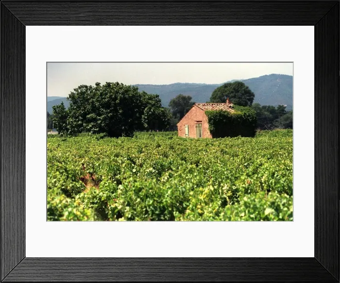 Framed Print : The Frejeius vineyards in Southern France Framed Print : The Frejeius vineyards in Southern France
