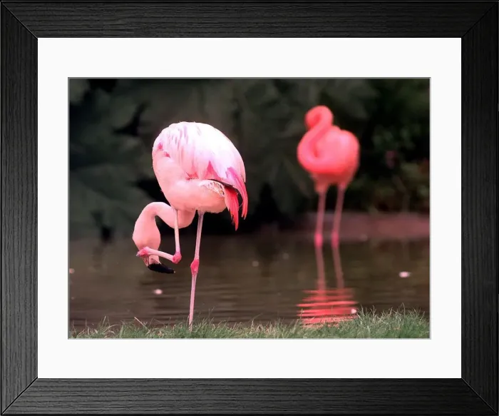 Framed Print : Flamingo s