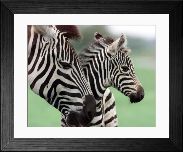 Framed Print : ZOne hour Zebra foal Zena'with her mom Zara Framed Print : ZOne hour Zebra foal Zena'with her mom Zara