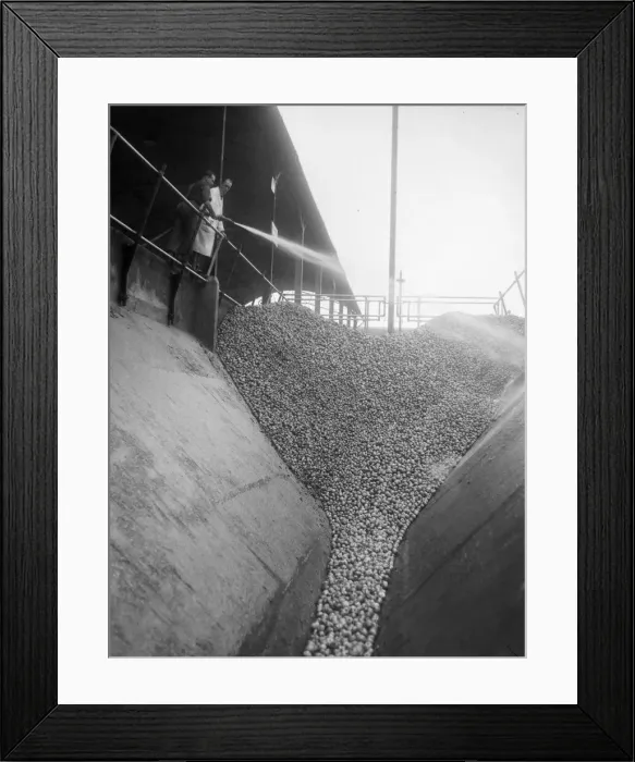 Framed Print : This is cider in the making - thousands of apples packed into one of the storage silos