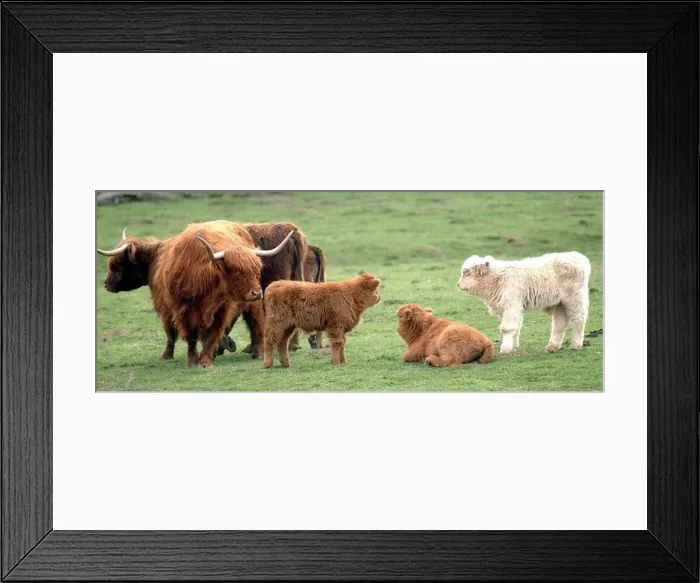Framed Print : Highland Cattle Framed Print : Highland Cattle