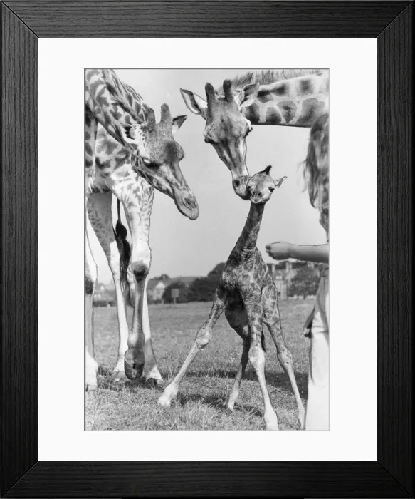 Framed Print : A new baby giraffe stand after only 45 minutes of being born at Lambton Pleasure Park