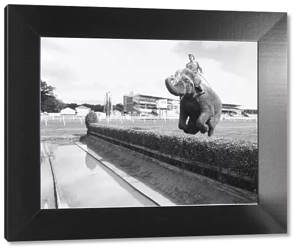 Rani the elephant at Gosforth Racecourse
