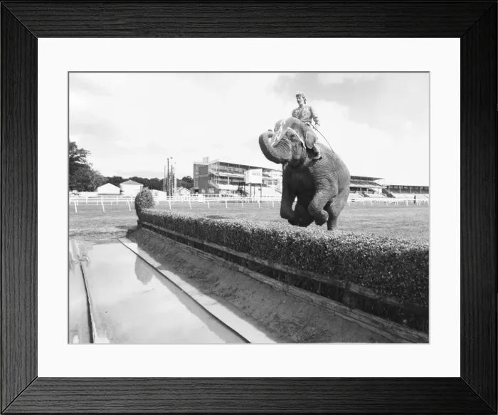 Framed Print : Rani the elephant at Gosforth Racecourse