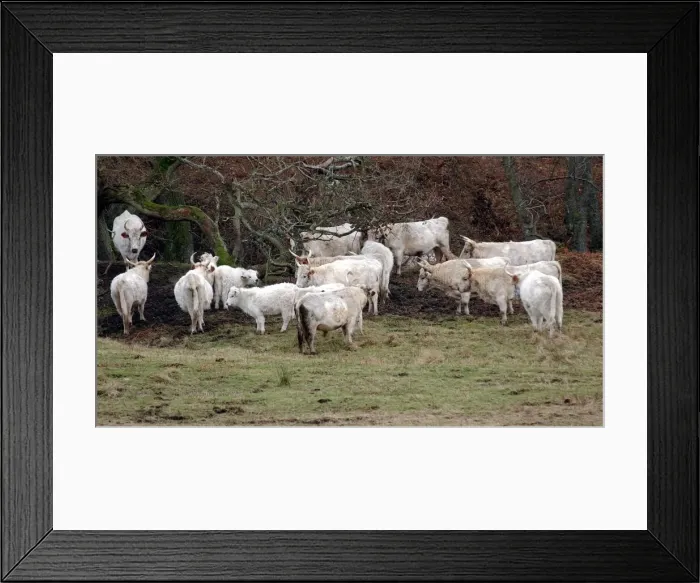 Framed Print : White Chillingham Cattle Framed Print : White Chillingham Cattle