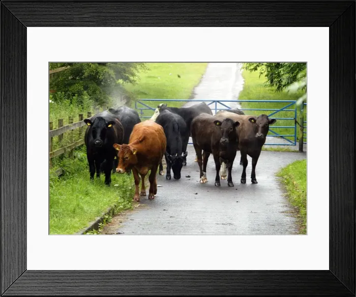 Framed Print : Cows (cattle) causing traffic Framed Print : Cows (cattle) causing traffic