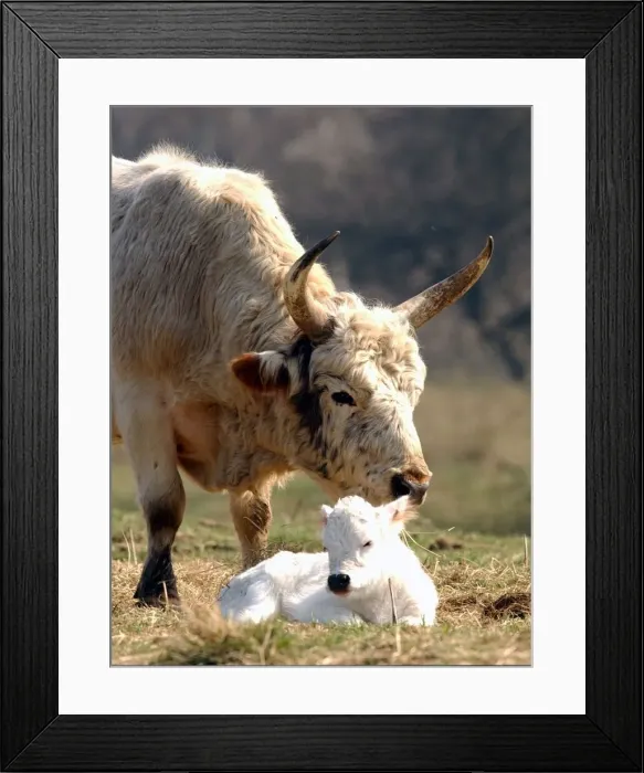 Framed Print : White Chillingham Cattle