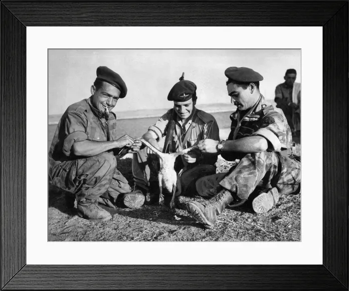 Framed Print : The Suez crisis - Roast duck for dinner in the front-line