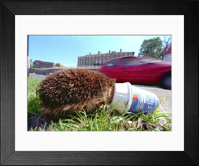 Framed Print : A Hedgehog enjoying an ice cream Framed Print : A Hedgehog enjoying an ice cream