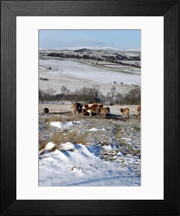 Framed Print : Cattle feeding on the hills