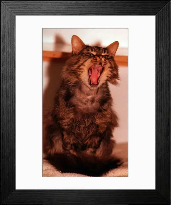 Framed Print : Captain the yawning cat. Cats Protection League, Hollywood