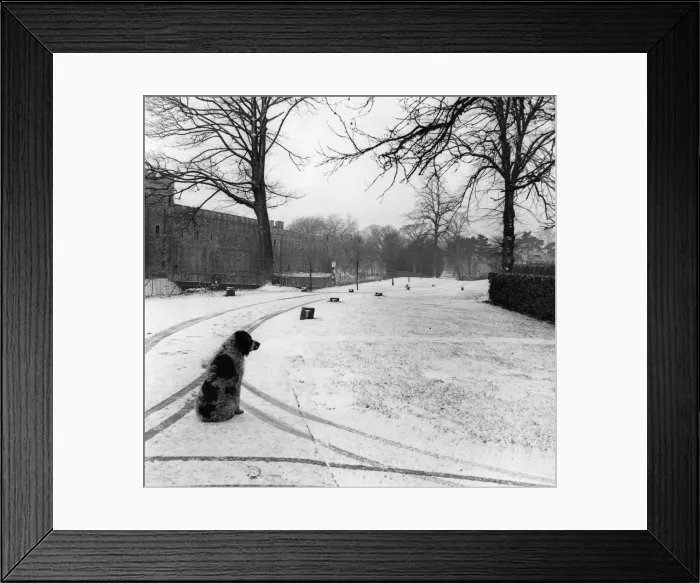 Framed Print : This dog, photographed at Cardiff Castle Ground today (Monday Framed Print : This dog, photographed at Cardiff Castle Ground today (Monday