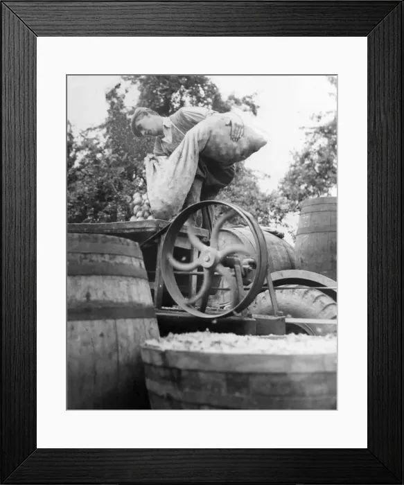 : George Griffin of Elm Farm, Purshall Green loads pears into the pulping machine : George Griffin of Elm Farm, Purshall Green loads pears into the pulping machine