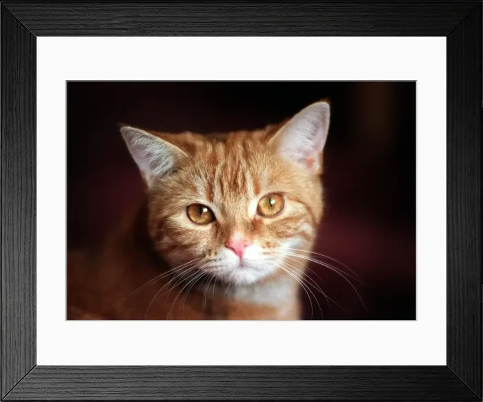 Framed Print : Rosa, one of the ginger cats belonging to David and Mandy Mansell Framed Print : Rosa, one of the ginger cats belonging to David and Mandy Mansell