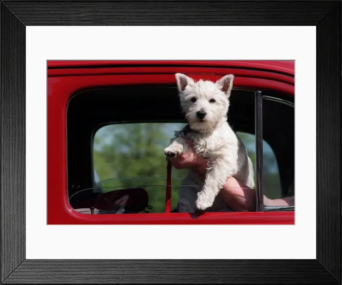 Framed Print : Mitzy who is owned by Sydney Everitt from Willenhall enjoying the view from the window of