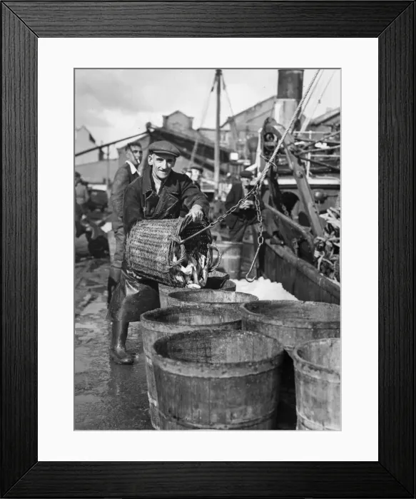Framed Print : Fisherman unloading his catch at Swansea. 31st July 1956 Framed Print : Fisherman unloading his catch at Swansea. 31st July 1956