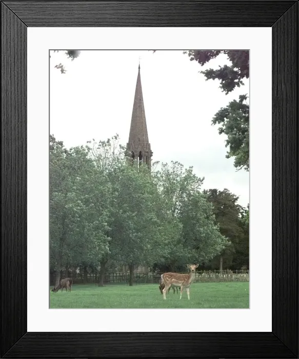 Framed Print : Deer at Charlecote Park, Warwickshire, below the spire of St Leaonards Church Framed Print : Deer at Charlecote Park, Warwickshire, below the spire of St Leaonards Church