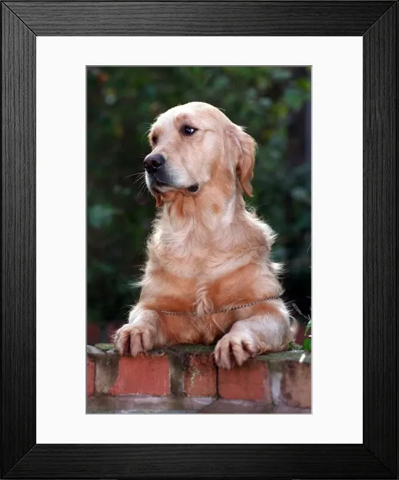 Framed Print : Chelsea the puppy who almost died but is now looking forward to competing in her first Framed Print : Chelsea the puppy who almost died but is now looking forward to competing in her first