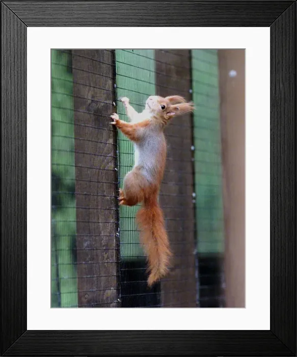 Framed Print : One of the red squirrels released into its cage at Drayton Manor Park