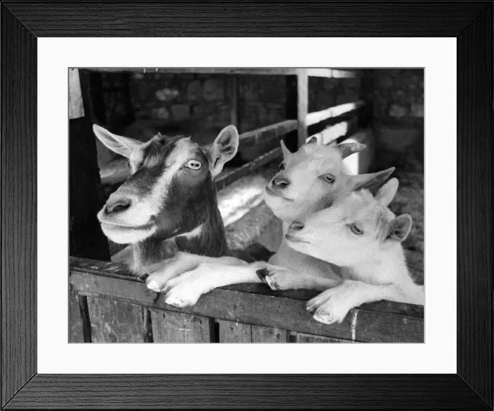 Framed Print : Rosemary the nanny goat with her two kids