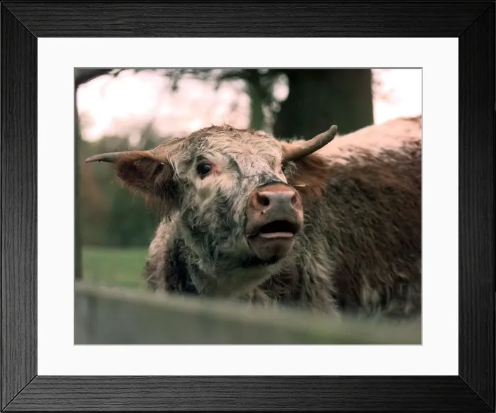 Framed Print : A cow calls at the Shugborough hall farm near Stafford Framed Print : A cow calls at the Shugborough hall farm near Stafford