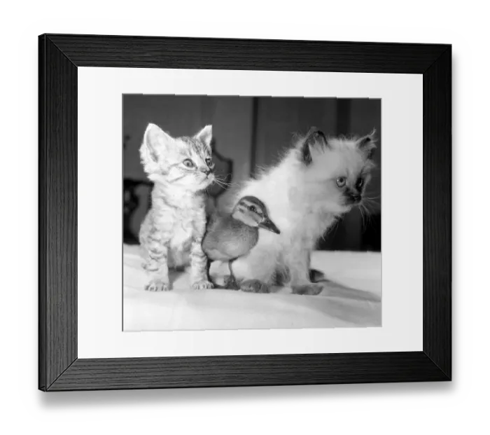 Framed Print : Donald the duckling has found two friends in six week old kittens Amigo