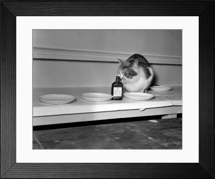 Framed Print : Auditions of Cats at the Vaudeville Theatre to find Framed Print : Auditions of Cats at the Vaudeville Theatre to find