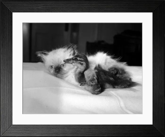 Framed Print : Donald the duckling has found a friend in six week old kitten Amigo Donald was