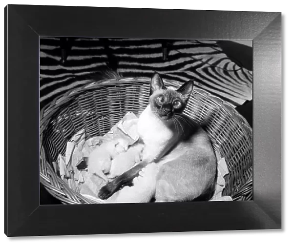 Elvis the cross-eyed Siamese Cat April 1964