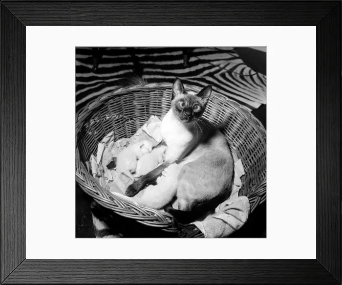 Framed Print : Elvis the cross-eyed Siamese Cat April 1964 Framed Print : Elvis the cross-eyed Siamese Cat April 1964